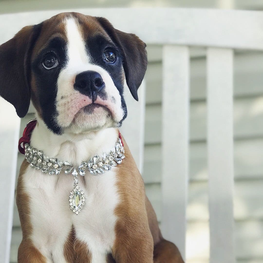 Boxer Puppies breeder image 14
