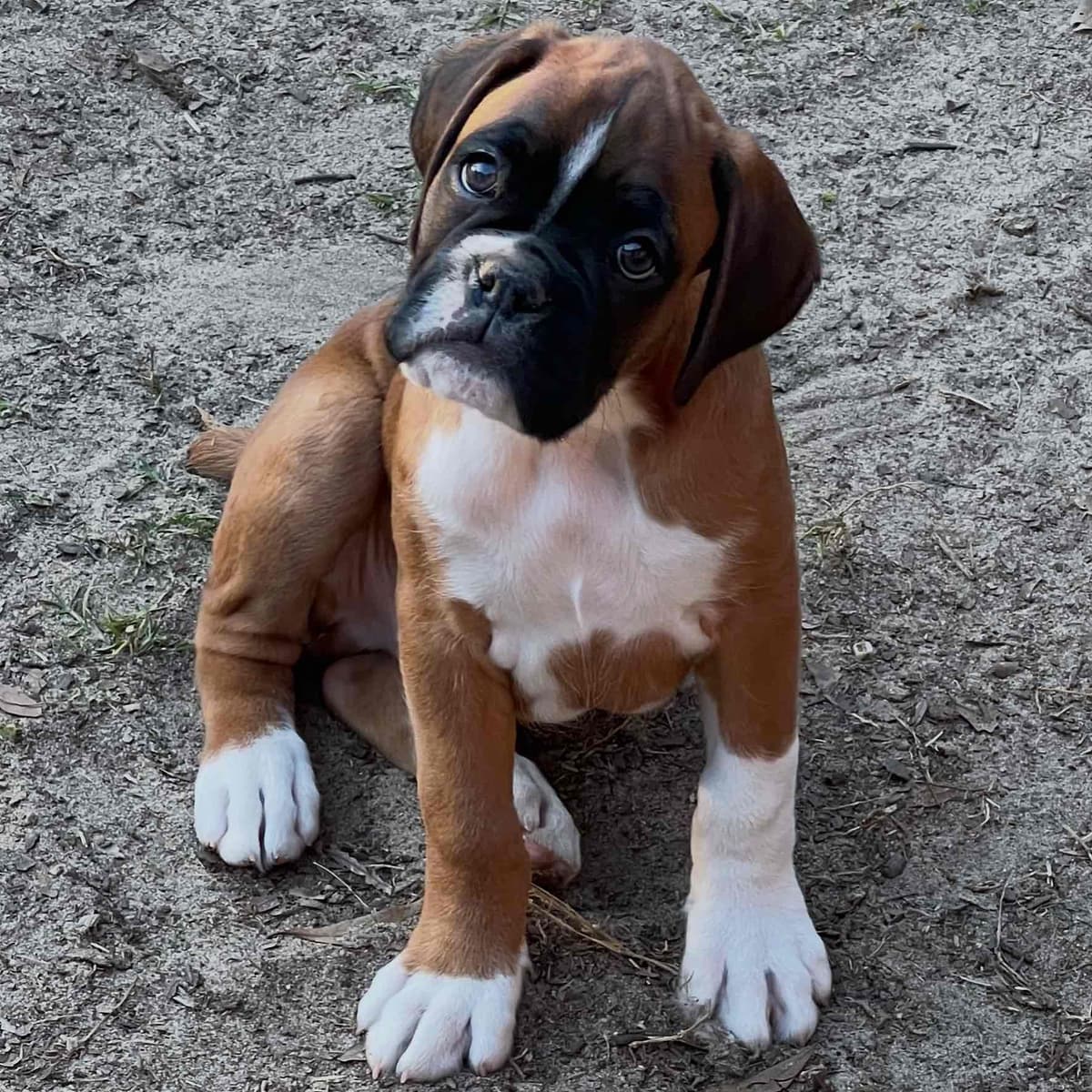Boxer Puppies breeder image 15