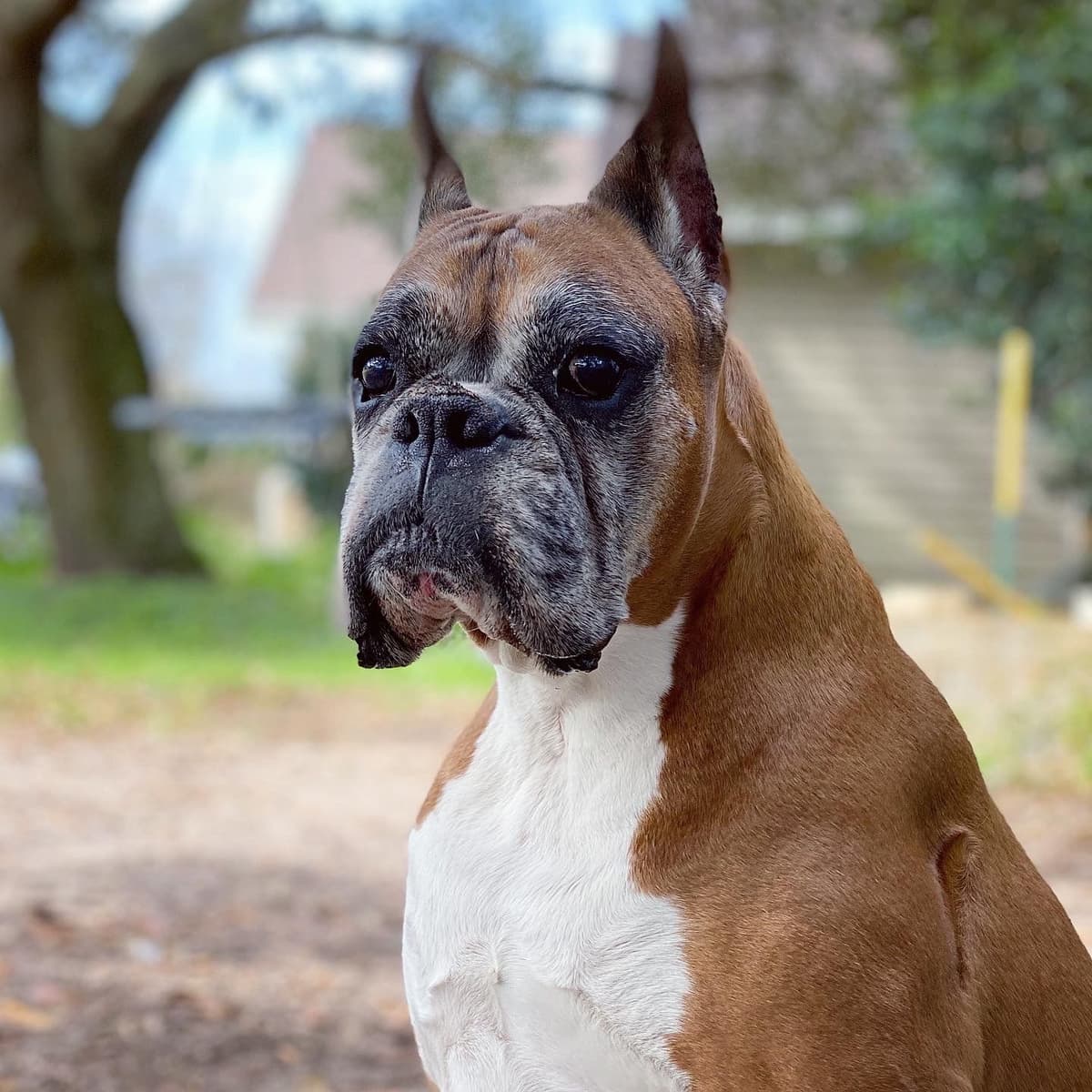 Boxer Puppies breeder image 17