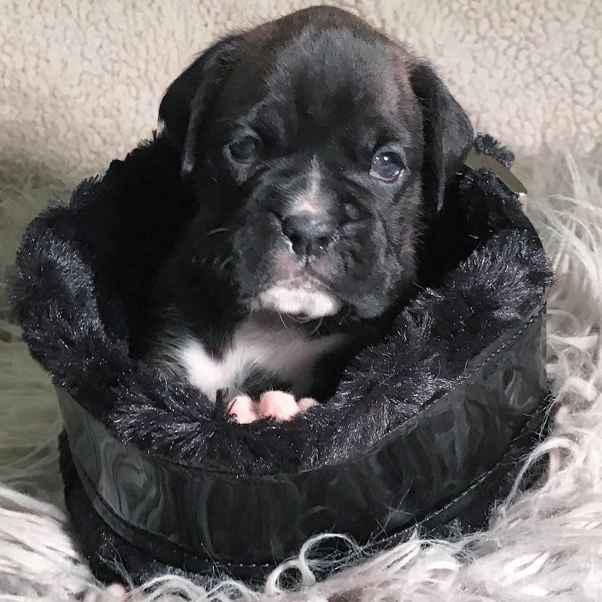 Boxer Puppies breeder image 18
