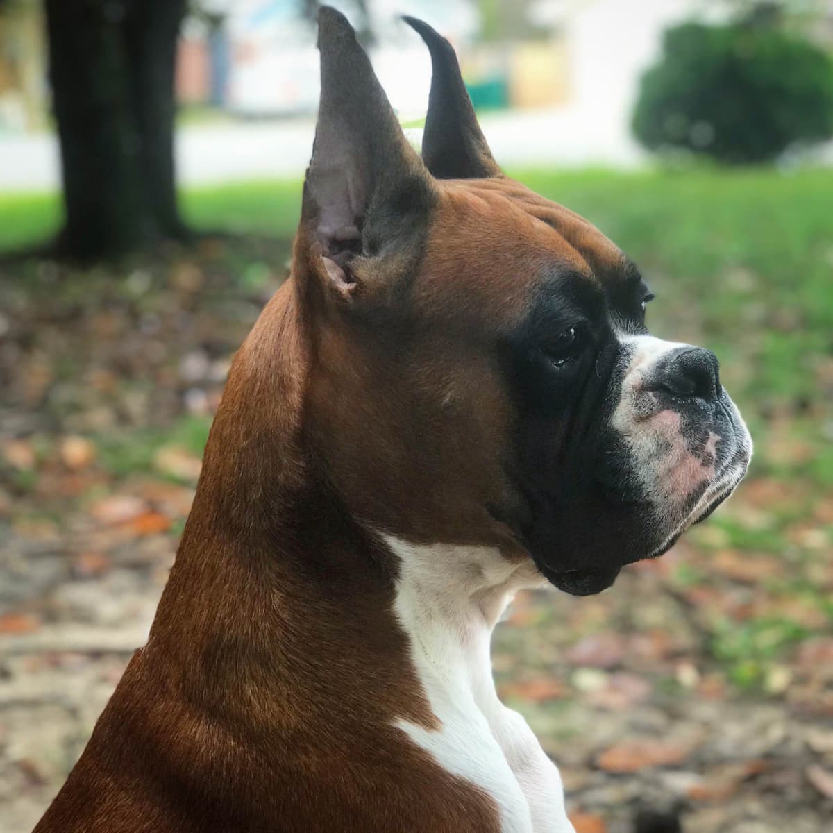 Boxer Puppies breeder image 19