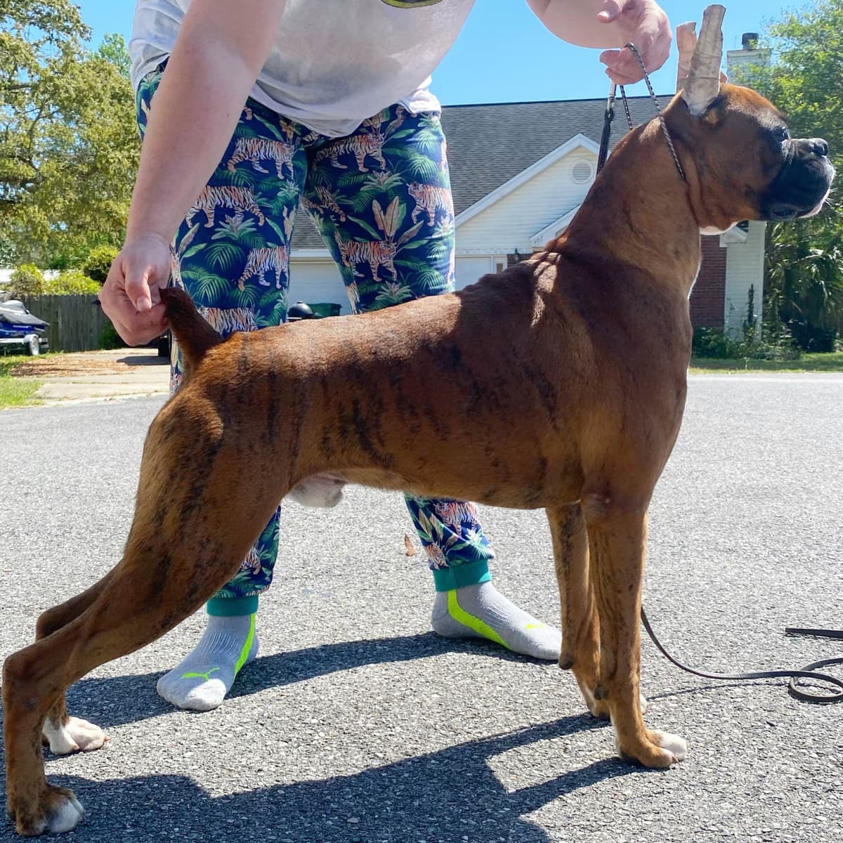 Boxer Puppies breeder image 23