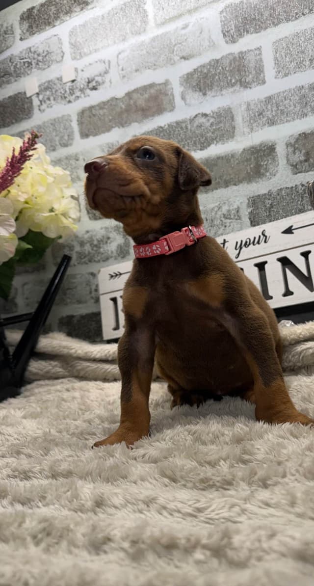 Doberman Pinscher Puppies media 2