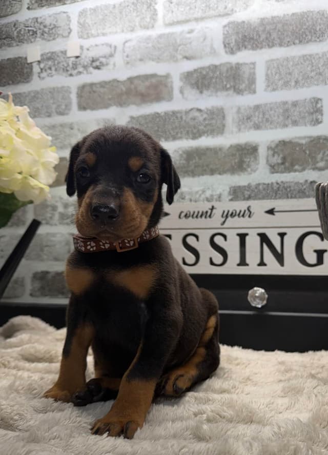Doberman Pinscher Puppies media 5