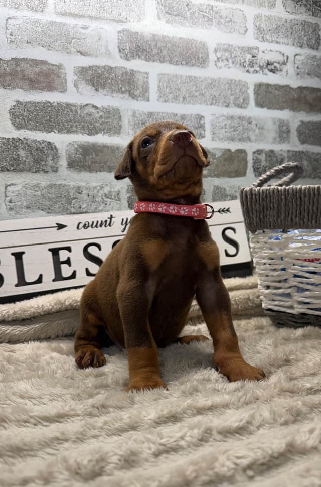Doberman Pinscher Puppies media 3
