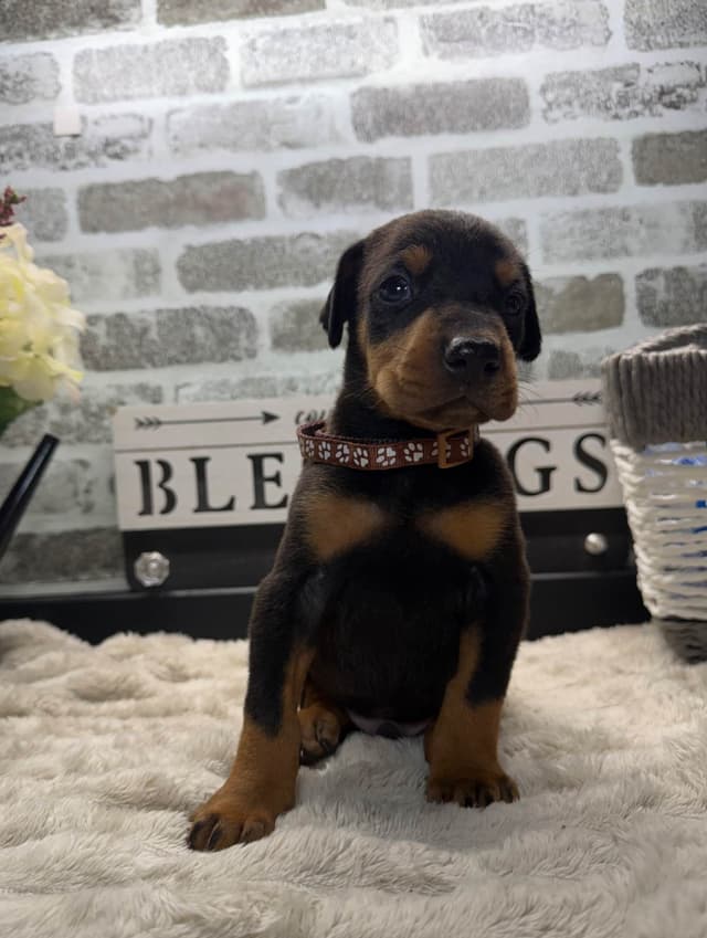 Doberman Pinscher Puppies media 4