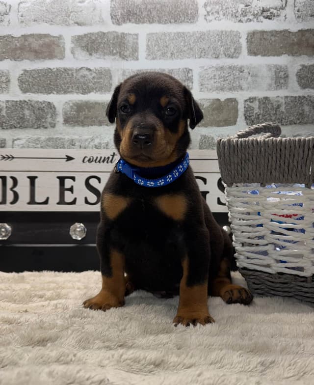 Doberman Pinscher Puppies media 7