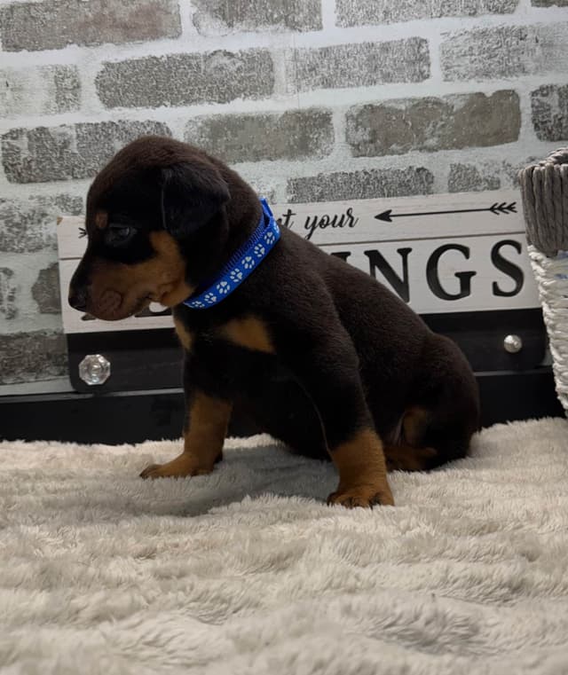 Doberman Pinscher Puppies media 9