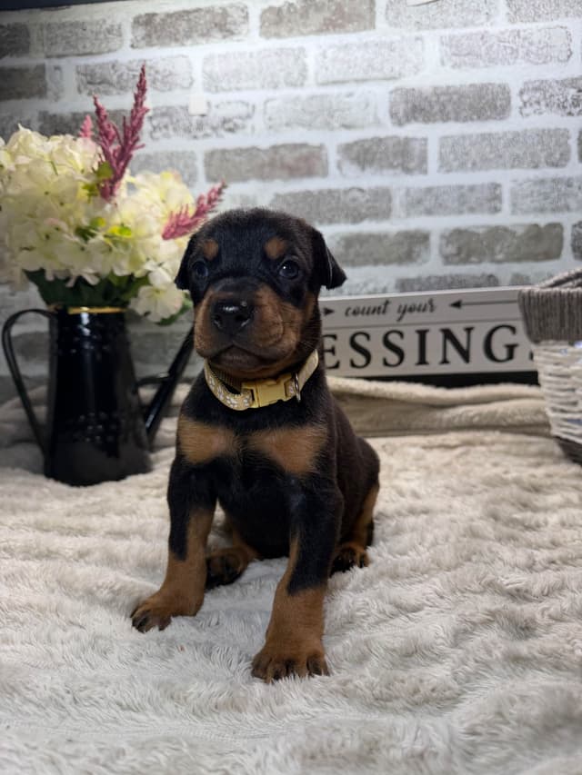 Doberman Pinscher Puppies media 12