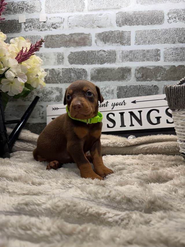 Doberman Pinscher Puppies media 13