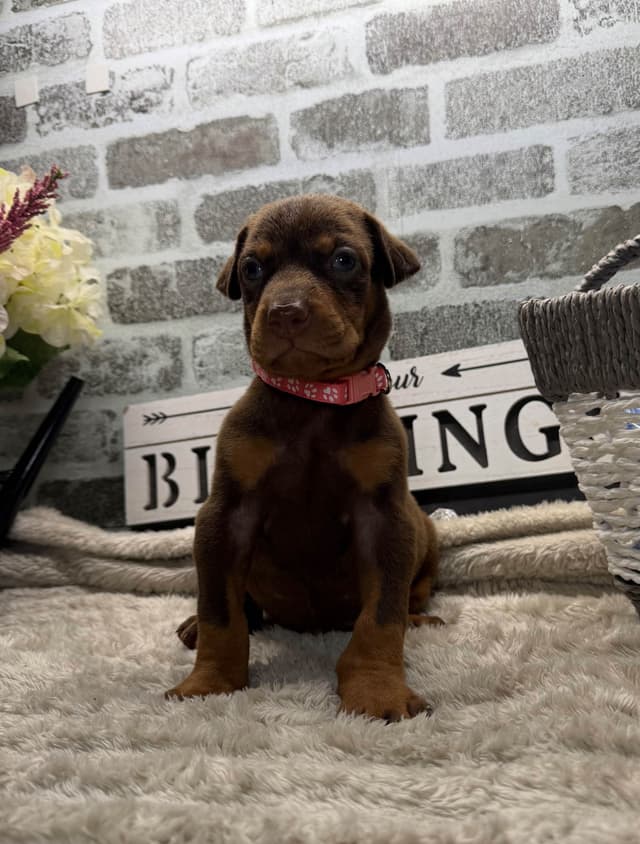Doberman Pinscher Puppies media 14