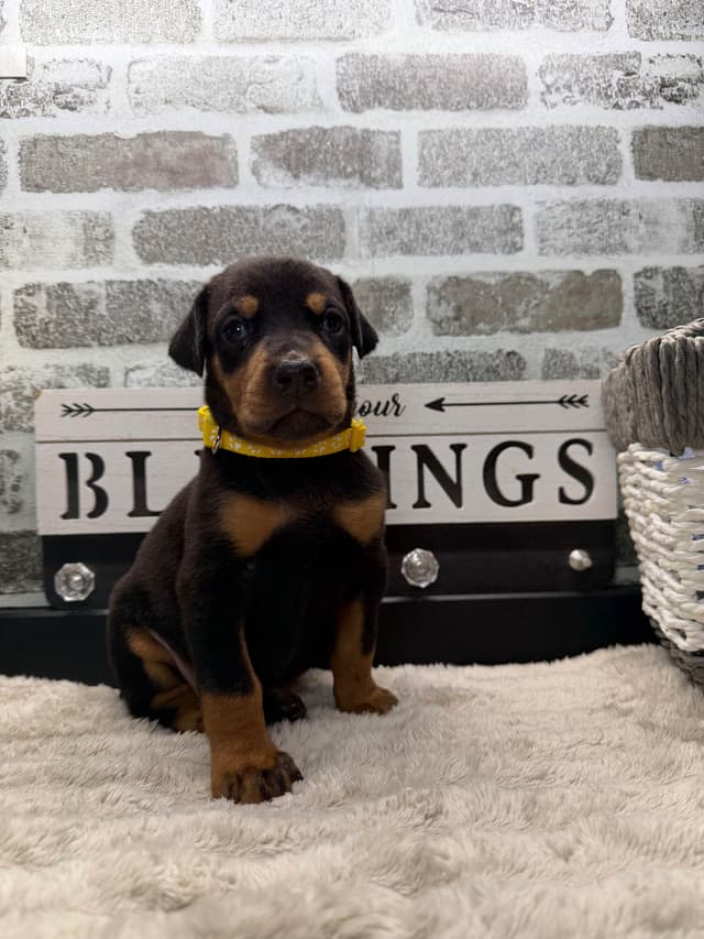Doberman Pinscher Puppies media 15