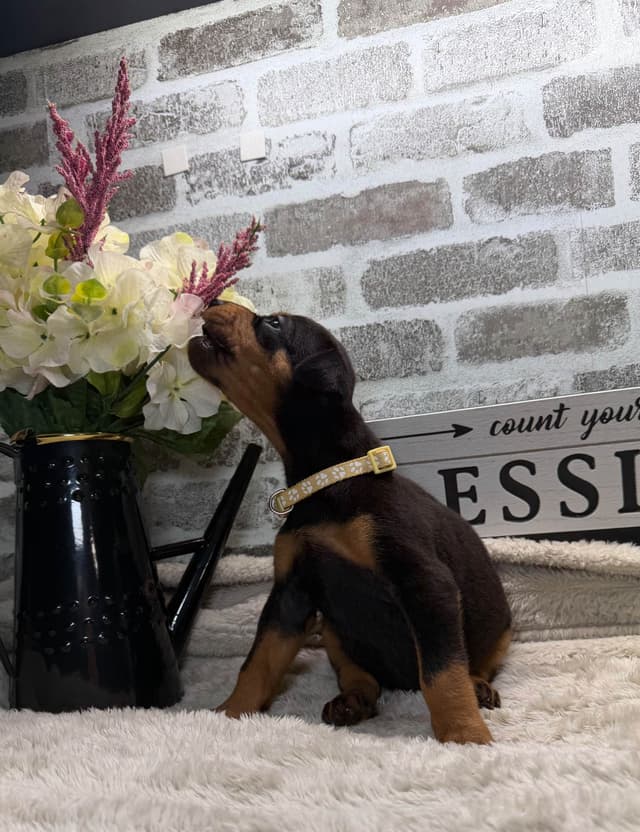 Doberman Pinscher Puppies media 16