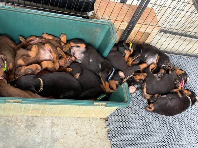 Doberman Pinscher Puppies media 18