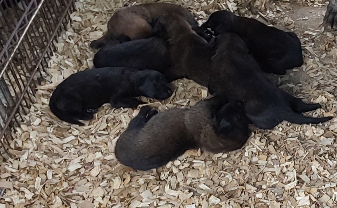 Belgian Malinois Puppies breeder image 1