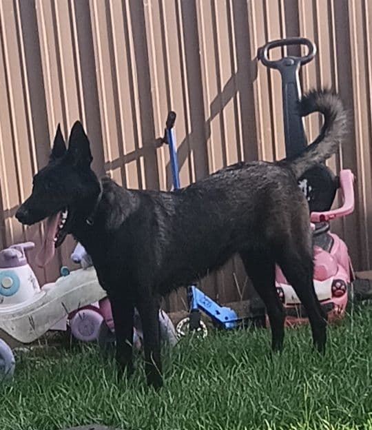 Belgian Malinois Puppies breeder image 3