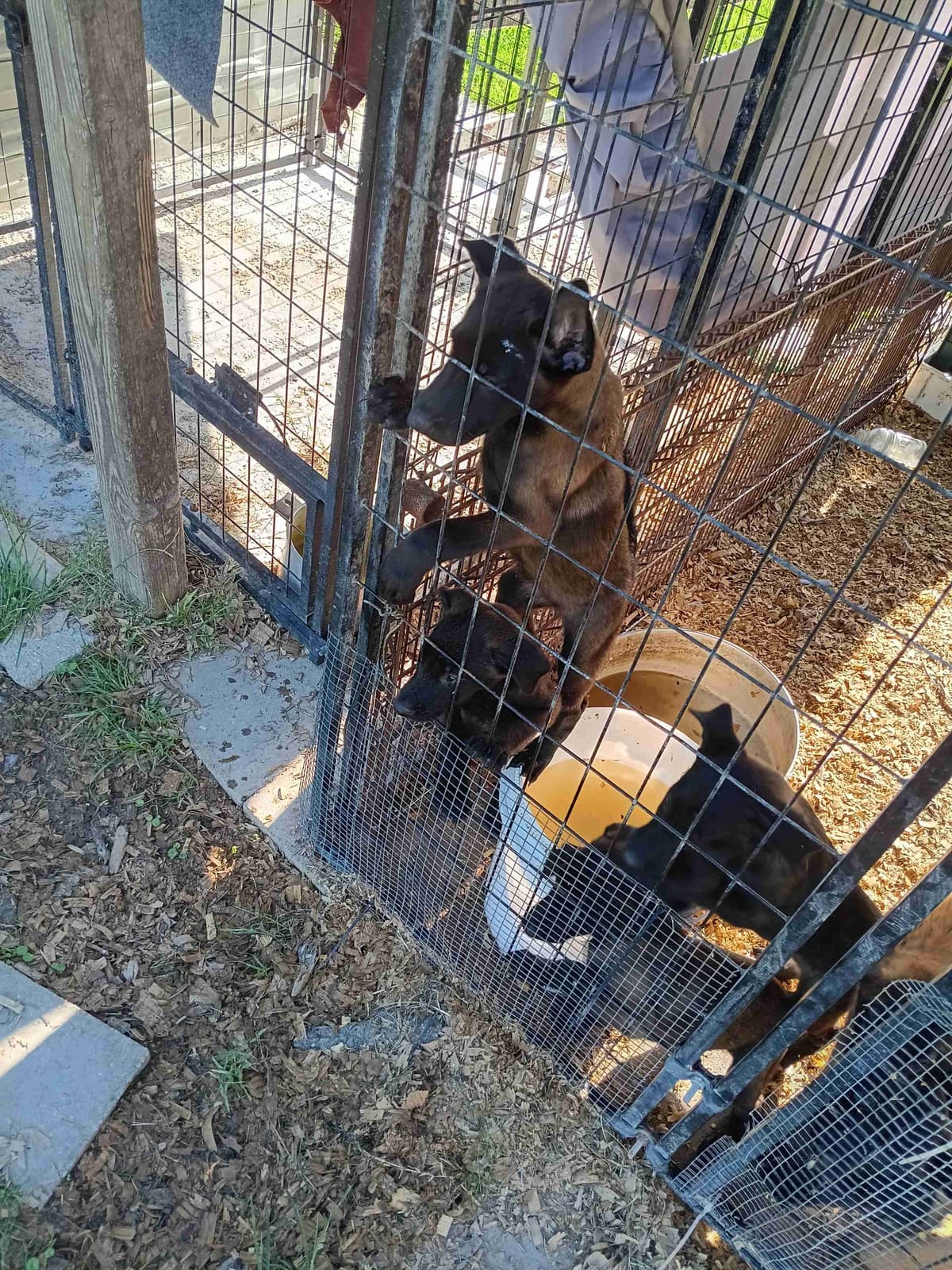 Belgian Malinois Puppies breeder image 4