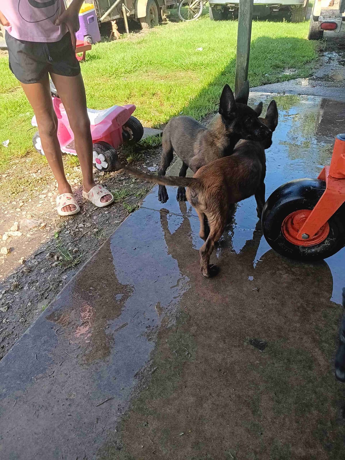 Belgian Malinois Puppies breeder image 5