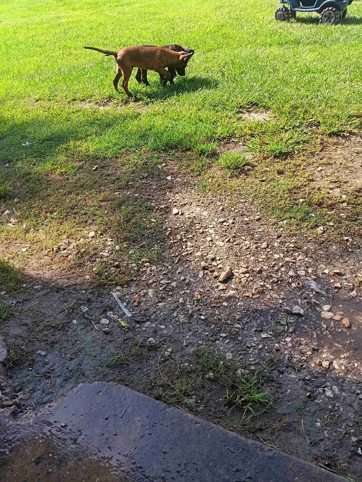 Belgian Malinois Puppies breeder image 6