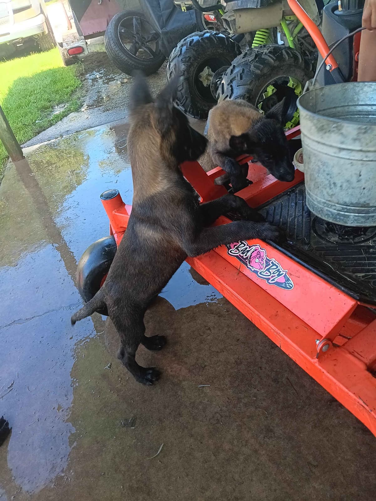 Belgian Malinois Puppies breeder image 7