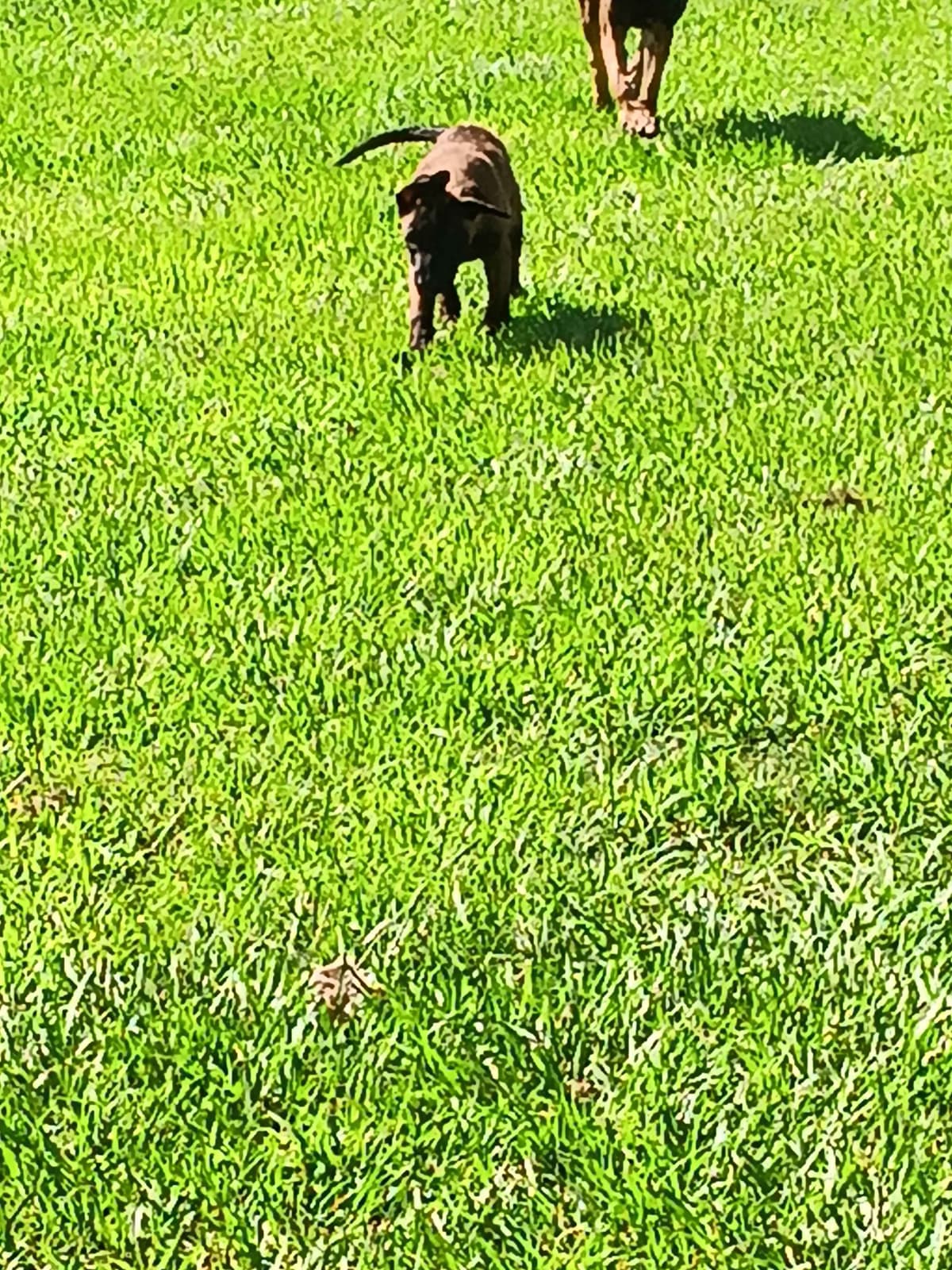Belgian Malinois Puppies breeder image 10