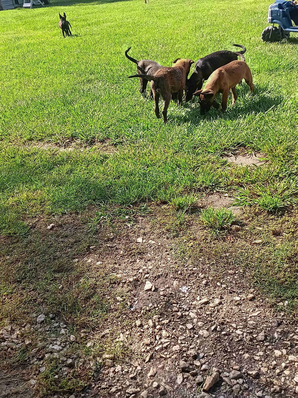 Belgian Malinois Puppies breeder image 11