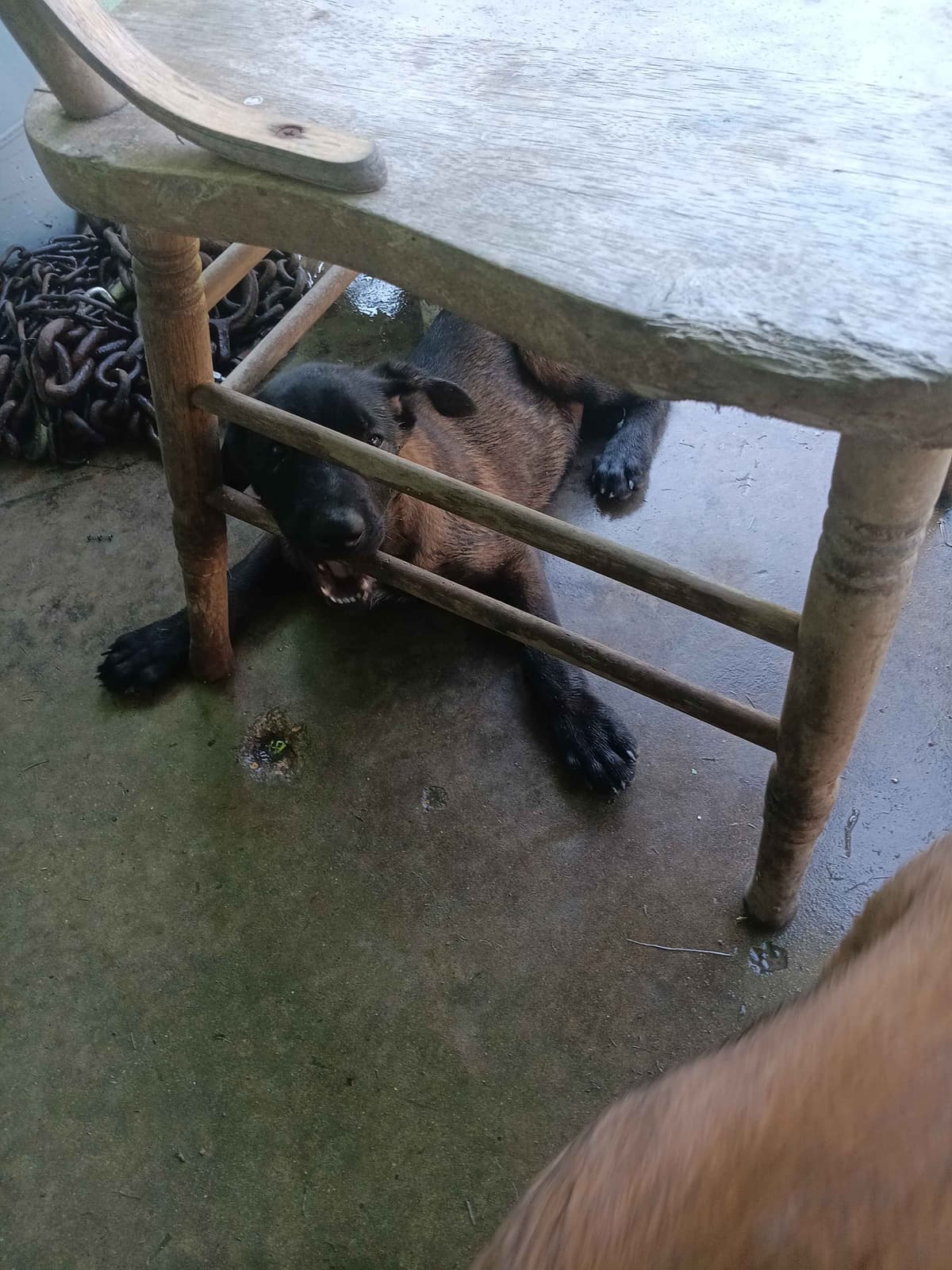 Belgian Malinois Puppies breeder image 12