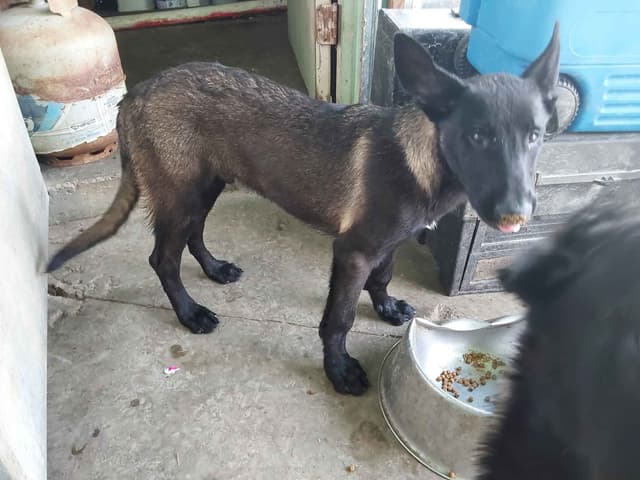 Belgian Malinois Puppies media 2