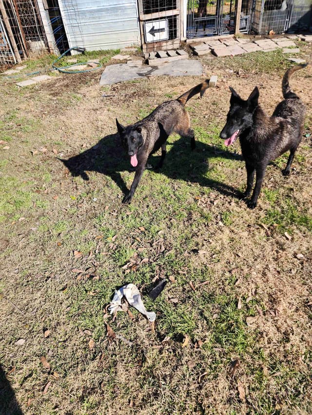Belgian Malinois Puppies media 6