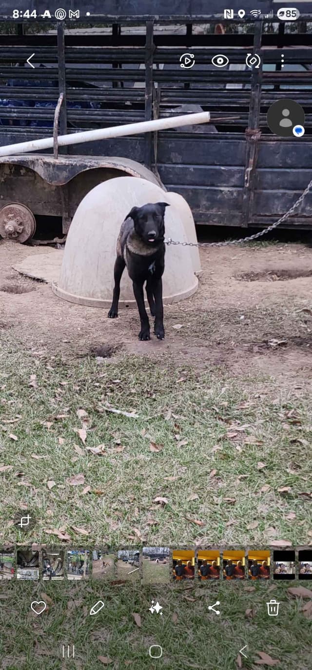 Belgian Malinois Puppies media 7