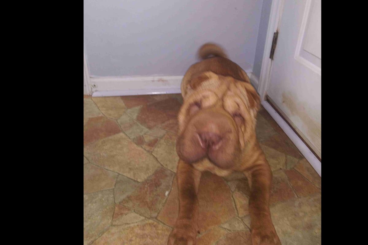 Chinese Shar-Pei Puppies breeder image 2