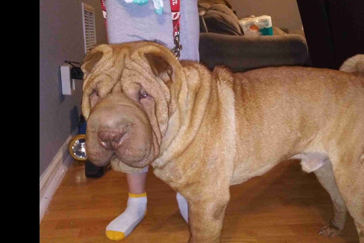 Chinese Shar-Pei Puppies breeder image 3