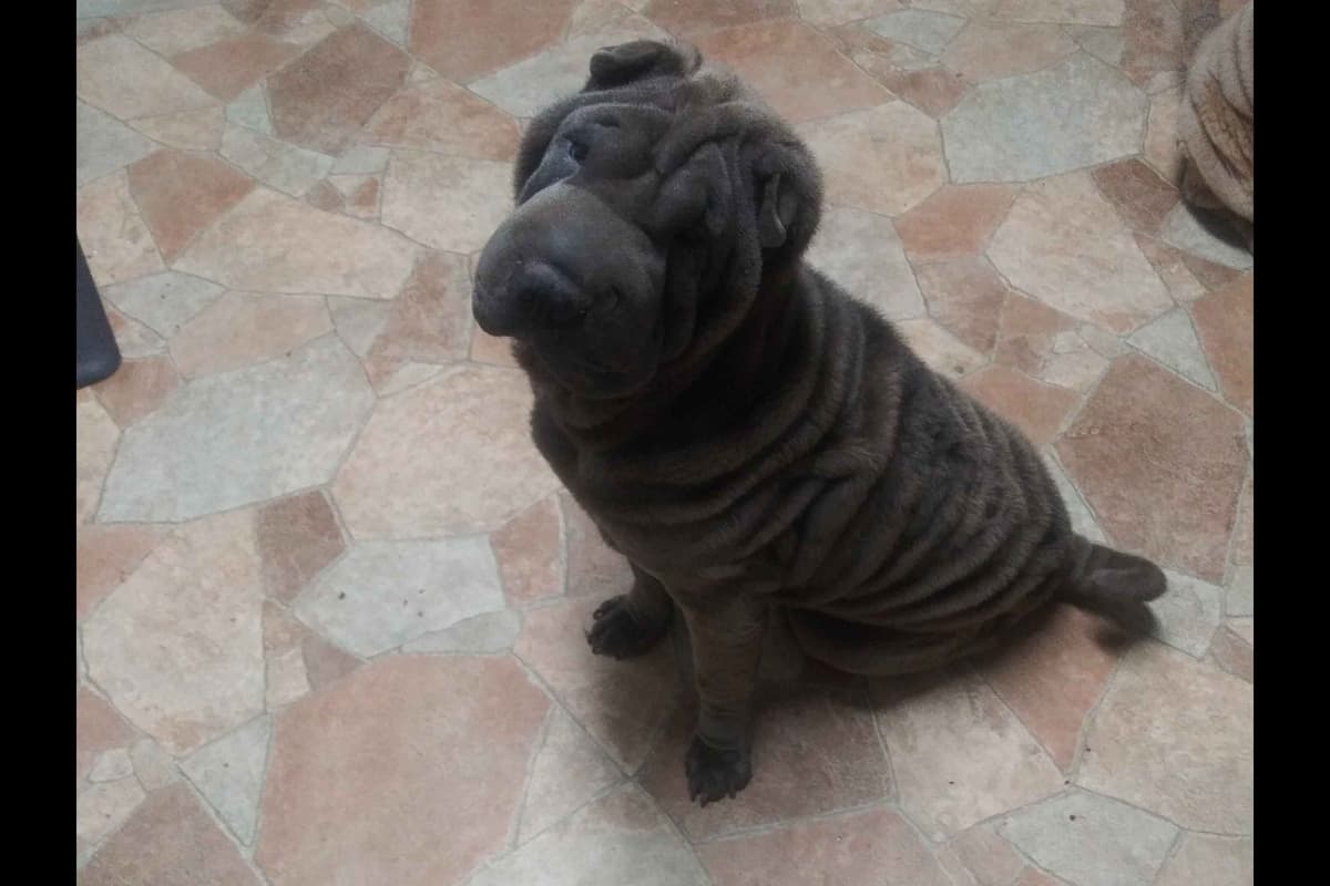 Chinese Shar-Pei Puppies breeder image 5