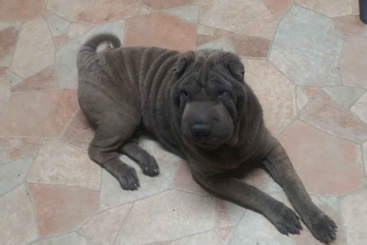 Chinese Shar-Pei Puppies breeder image 6