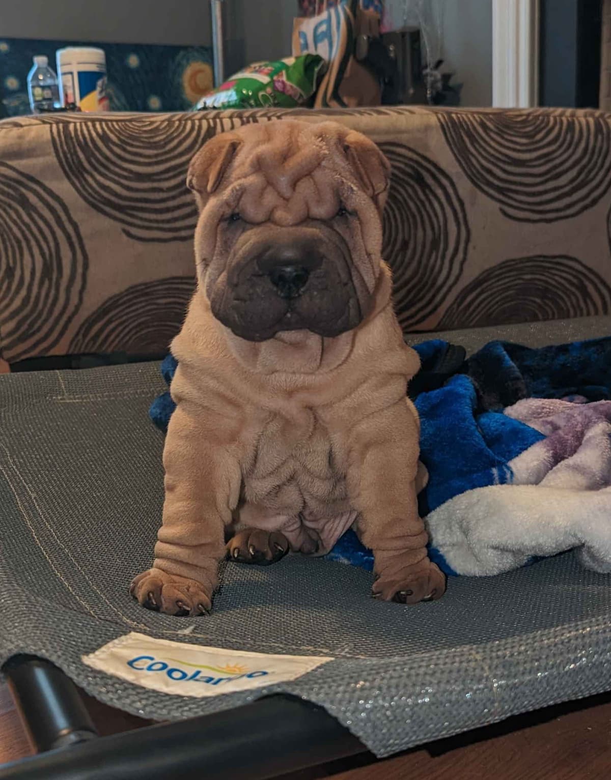 Chinese Shar-Pei Puppies breeder image 1