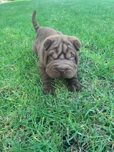 Chinese Shar-Pei Puppies breeder image 7