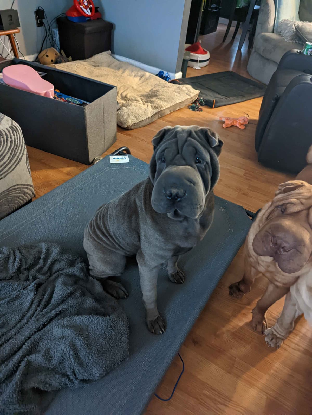 Chinese Shar-Pei Puppies breeder image 10