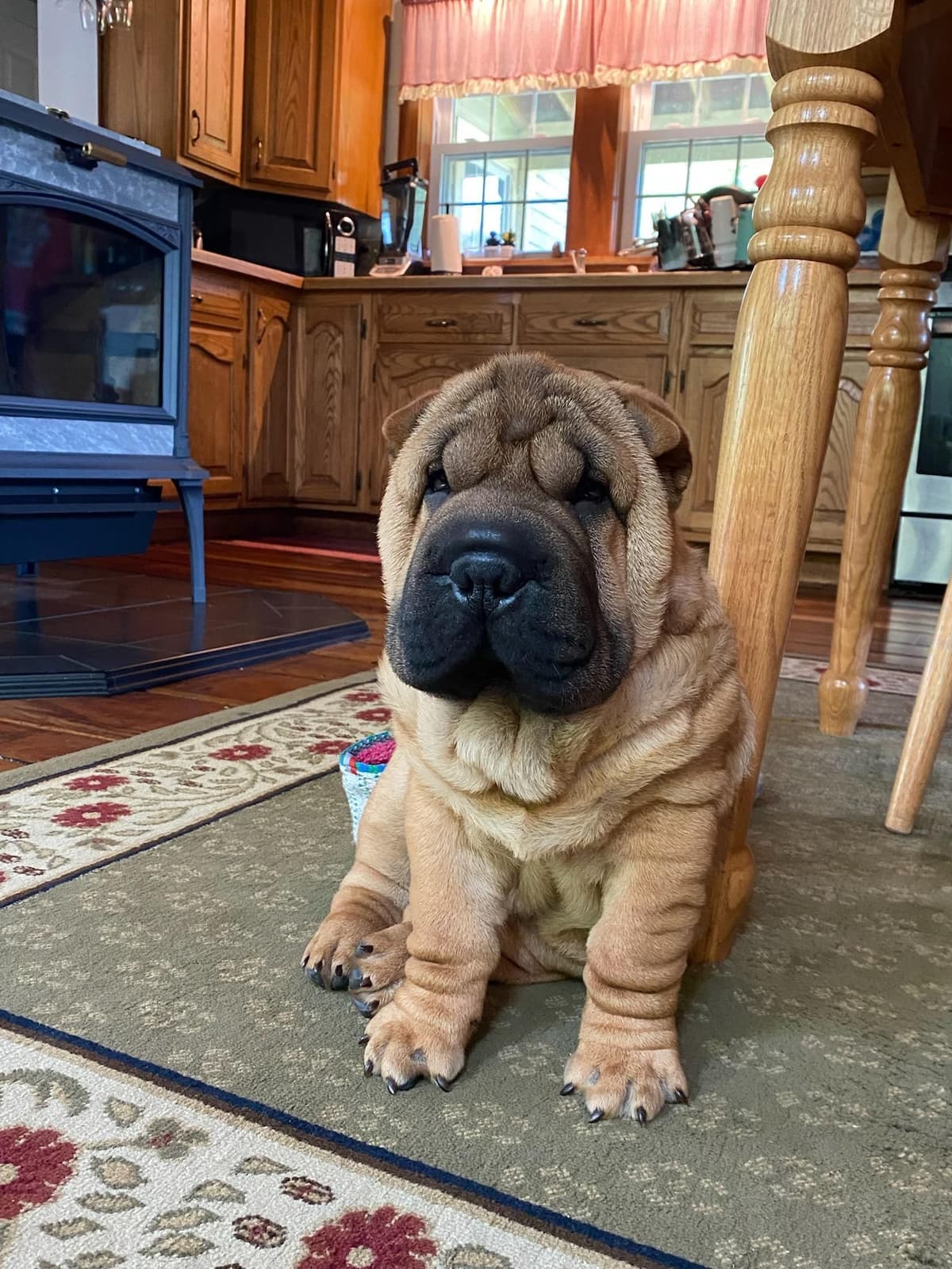 Chinese Shar-Pei Puppies breeder image 9