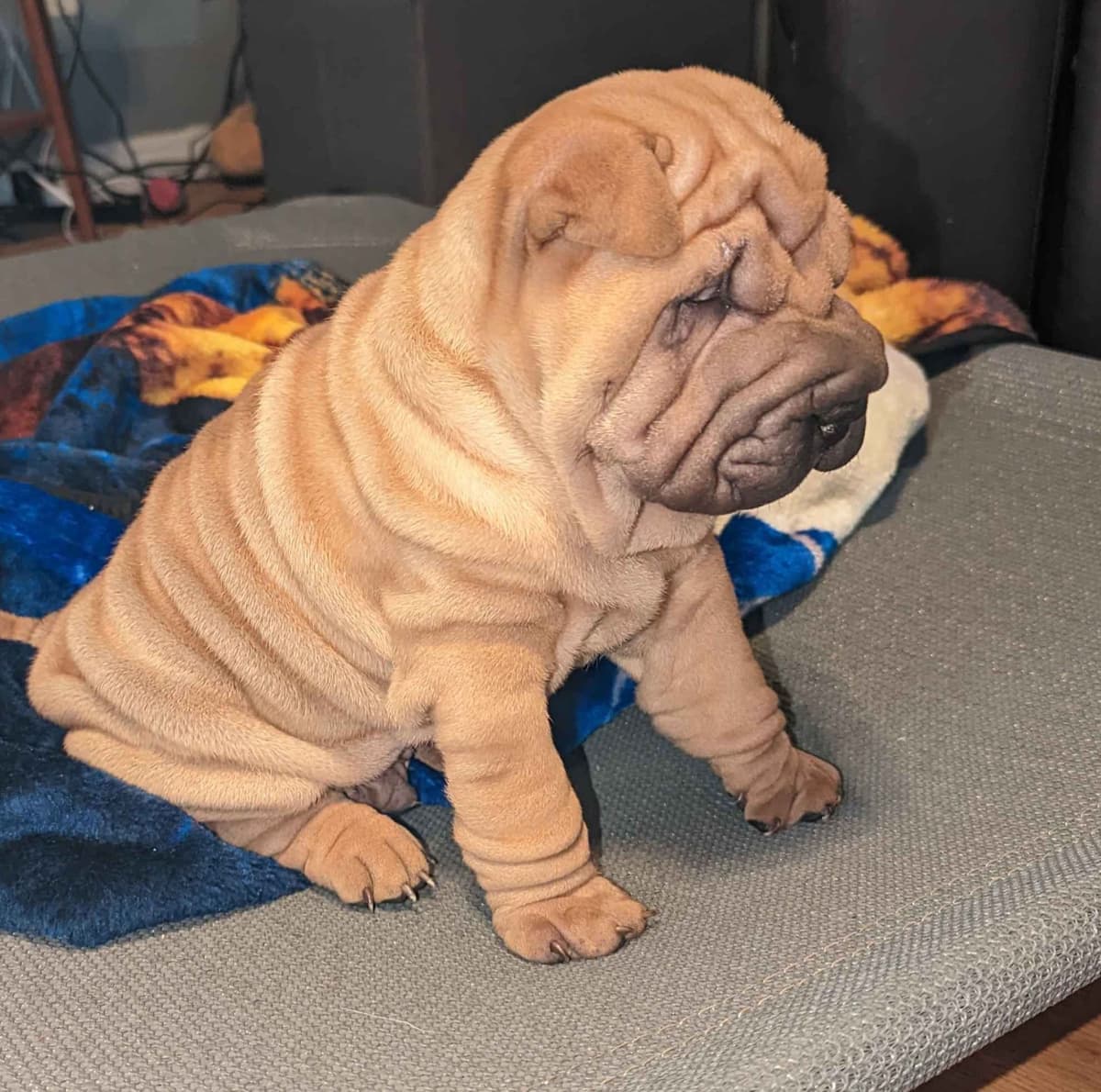 Chinese Shar-Pei Puppies breeder image 14