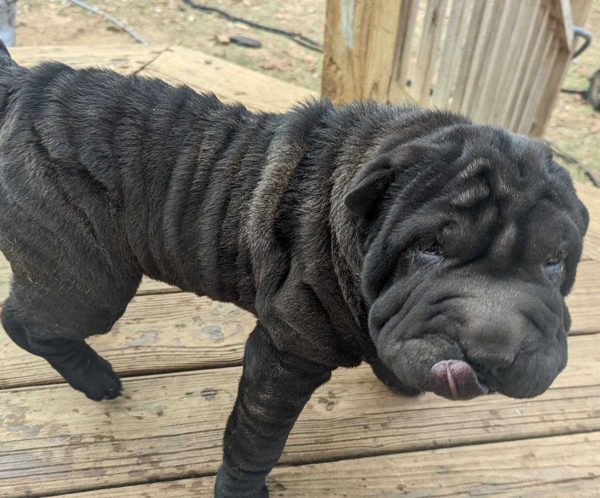 Chinese Shar-Pei Puppies breeder image 11
