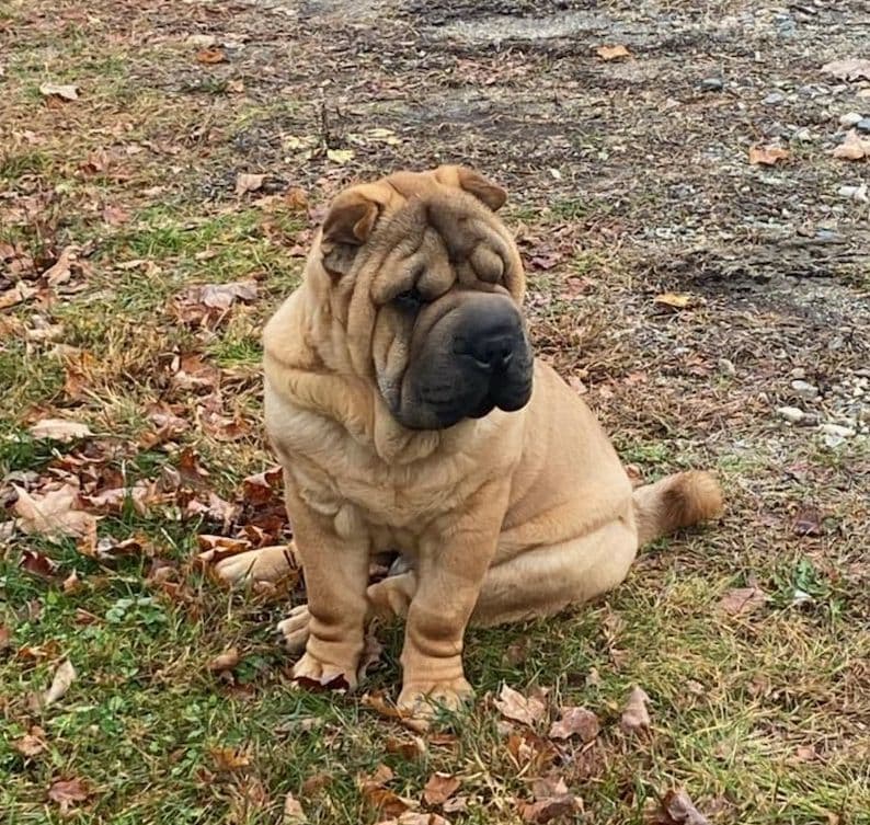 Chinese Shar-Pei Puppies breeder image 13