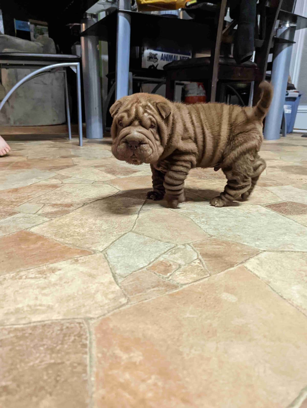 Chinese Shar-Pei Puppies breeder image 15