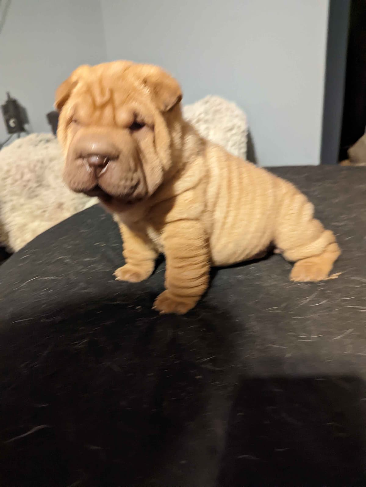 Chinese Shar-Pei Puppies breeder image 16