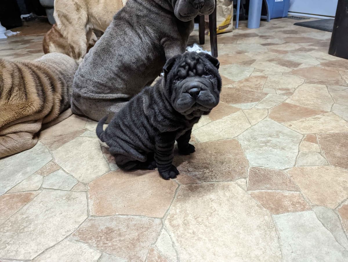 Chinese Shar-Pei Puppies breeder image 18