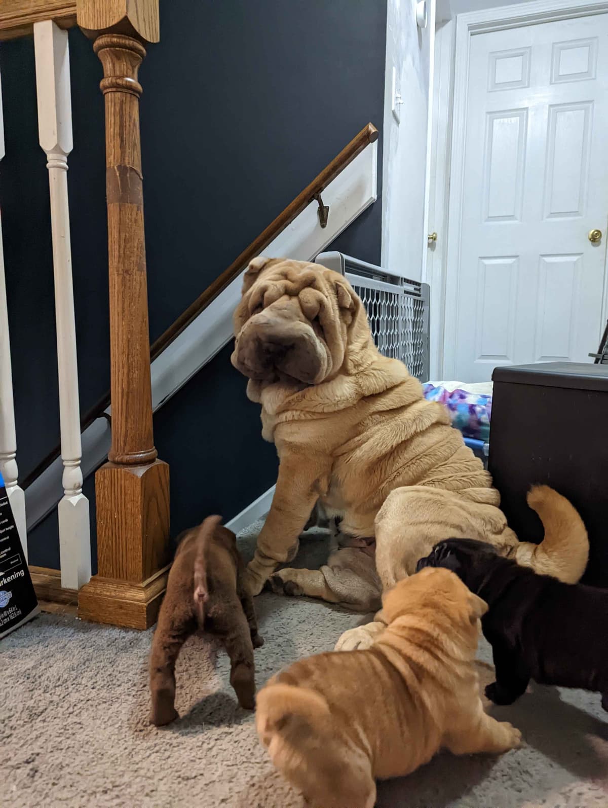 Chinese Shar-Pei Puppies breeder image 19
