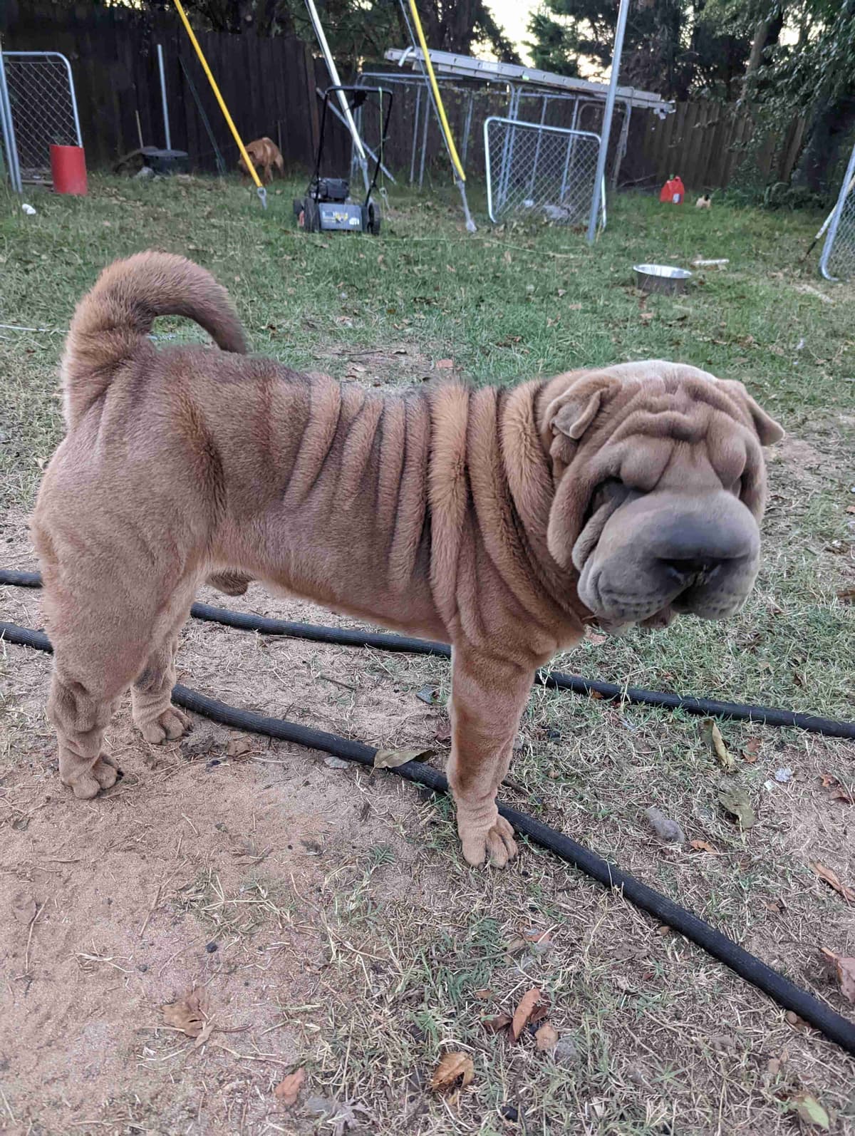 Chinese Shar-Pei Puppies breeder image 20