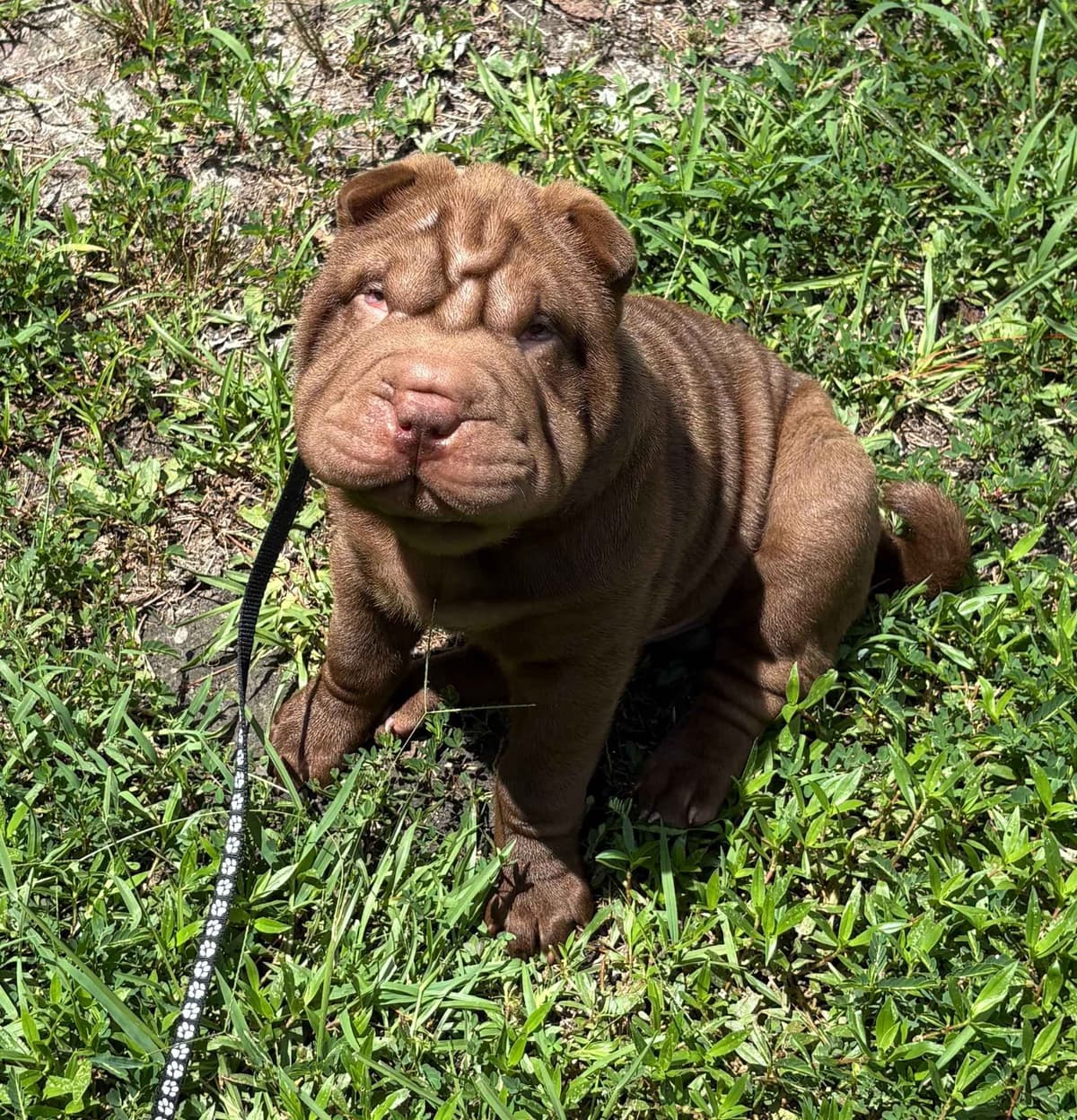 Chinese Shar-Pei Puppies breeder image 8