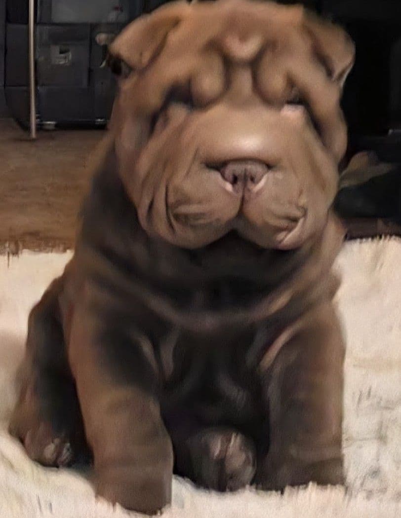 Chinese Shar-Pei Puppies breeder image 12