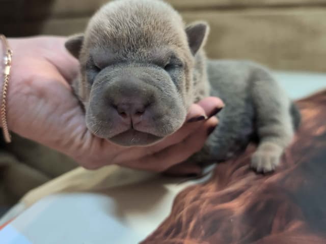 Chinese Shar-Pei Puppies media 2