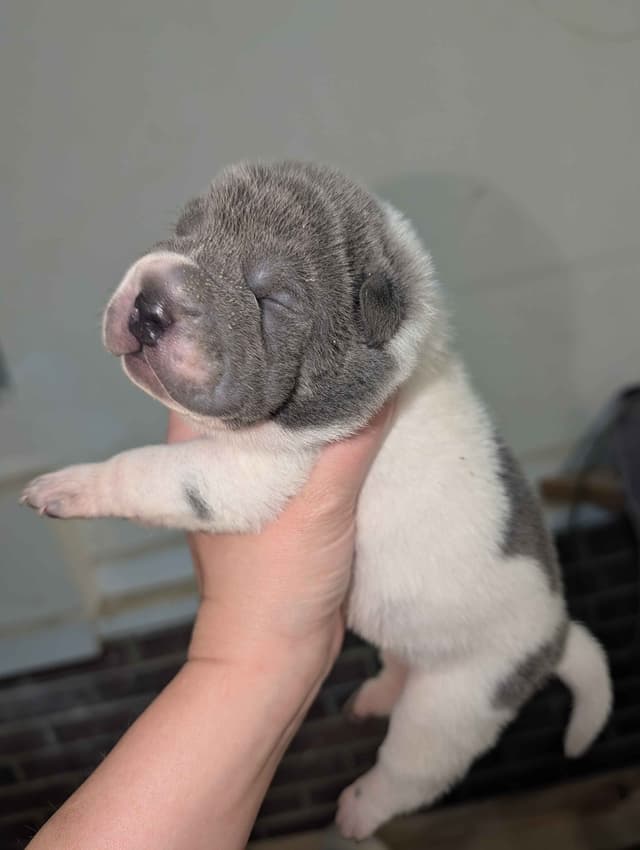 Chinese Shar-Pei Puppies media 4